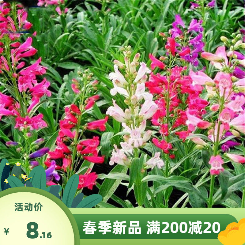 钓钟柳种子吊钟柳花卉种子庭院阳台草花种子景观花海花种子花种籽