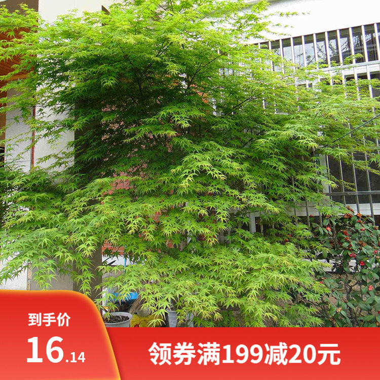 园林绿化苗庭院植物花卉日本红枫苗小叶鸡爪槭苗鸡爪枫苗风景树苗图片