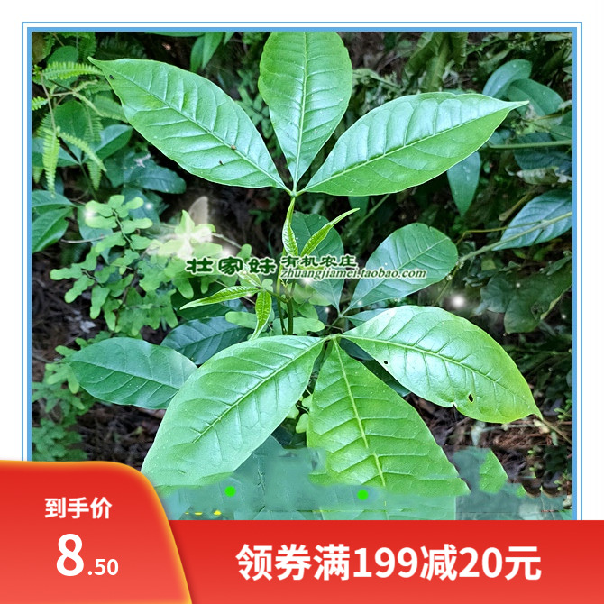 三桠苦种子和苗 三杈苦木消黄散制作糕点凉茶材料 中草药材种植