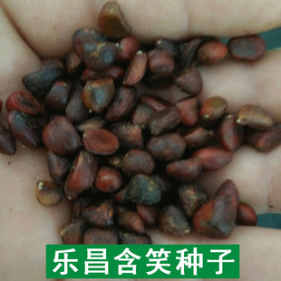 深山含笑种子又名含笑花种子 乐昌含笑种子红花含笑树种籽包邮