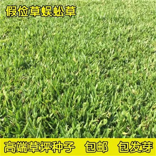 草坪种子（假俭草种子阔叶草、蜈蚣草）耐践踏 绿化护坡根系发达