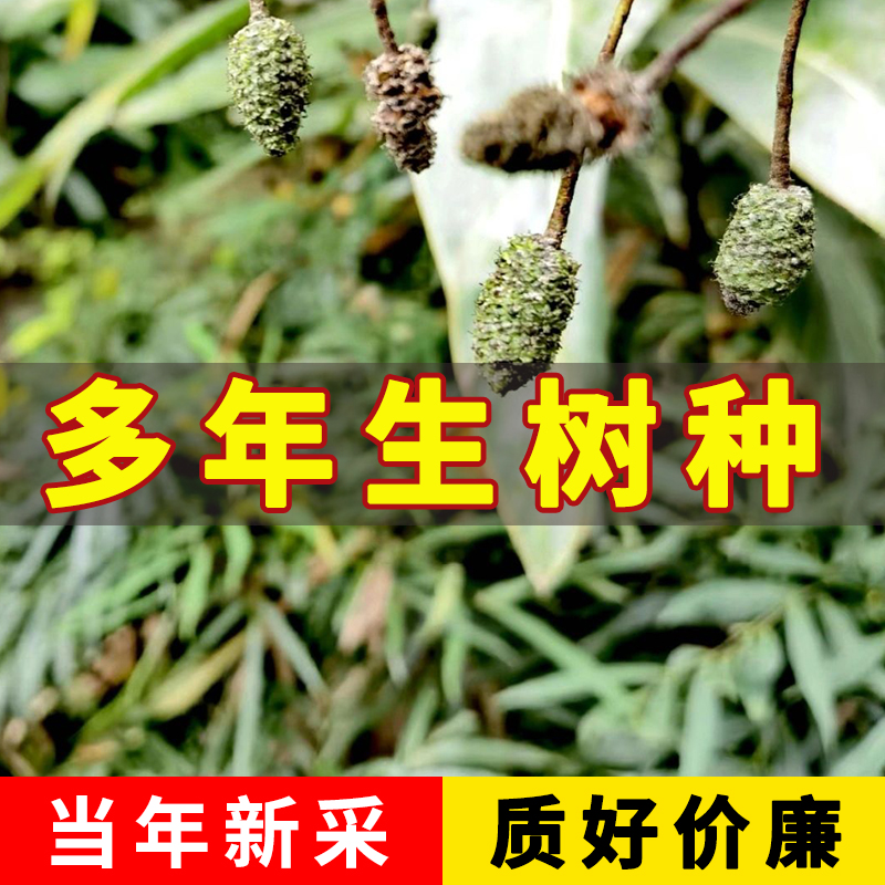 桤木林木种子四季正宗种子水冬瓜树种籽水青风桤蒿种子桤木种