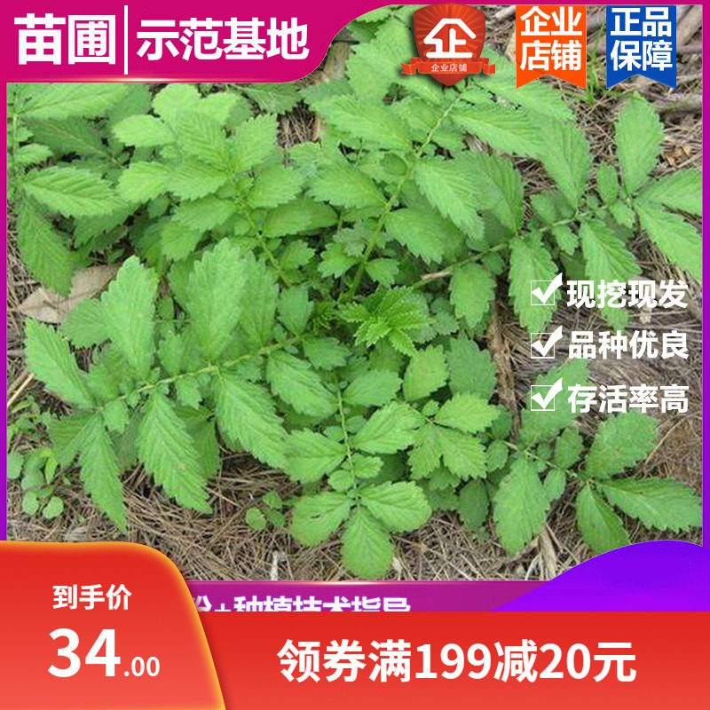 正宗仙鹤草苗 龙芽草苗 新采种子龙牙草老鹤嘴易存活中药材苗图片