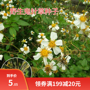 野生中草药三叶鬼针草种子春秋种植易种药用植物药材种子粘人草种