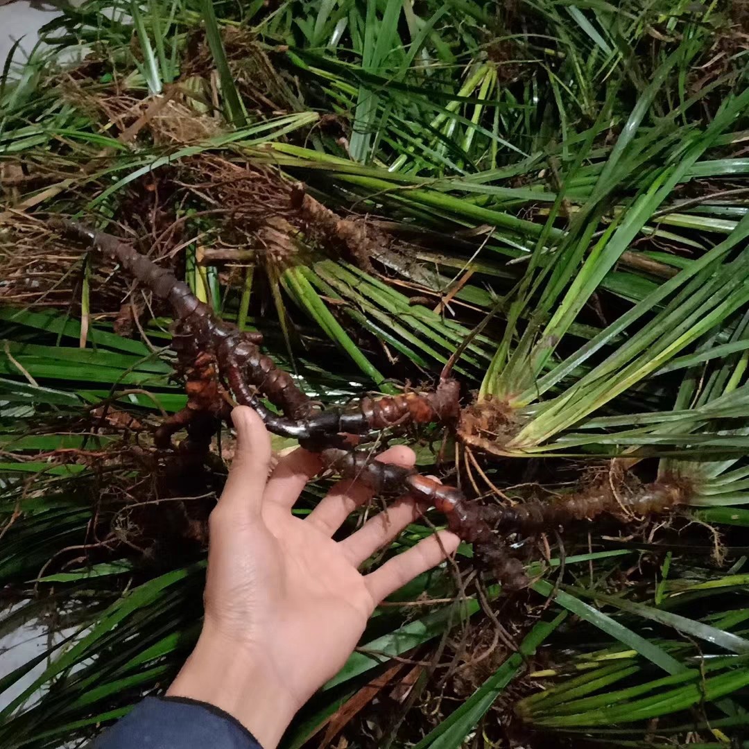 石菖蒲种子红心广西药昌蒲九节昌蒲药食植物苗室内微景盆栽绿植龟,鲜花速递/花卉仿真/绿植园艺,家庭园艺种子,淘宝优惠券,粉丝福利购,淘宝优惠卷