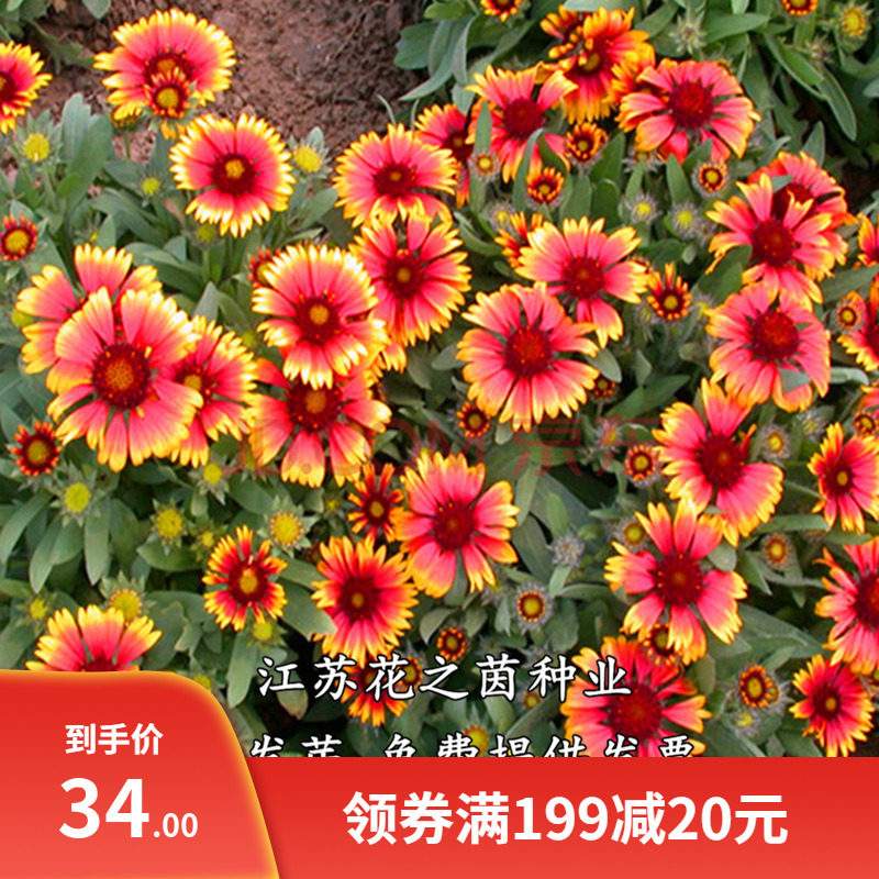 天人菊种子四季易种多年生宿根虎皮菊种子庭院绿化花海景观包邮
