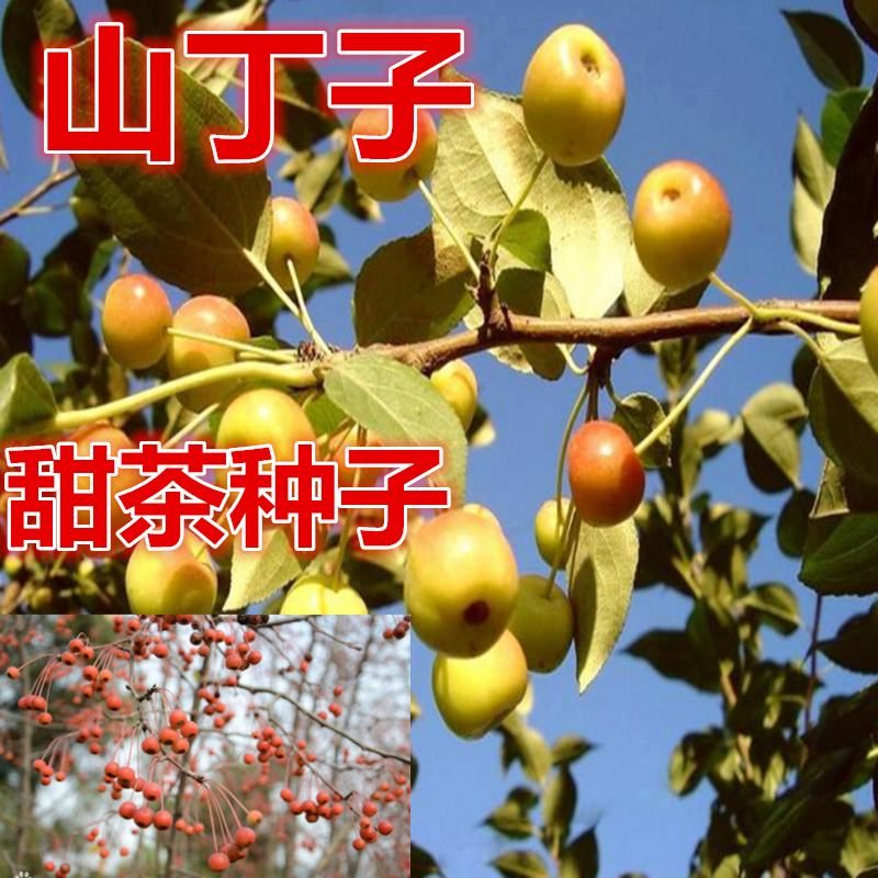 山丁子种子 甜茶种子 山荆子山定树种籽嫁接苹果树种子砧木种海棠