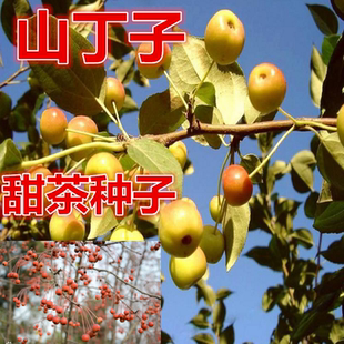 山丁子种子 甜茶种子 山荆子山定树种籽嫁接苹果树种子砧木种海棠