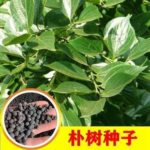 林木种子朴树种子小叶朴树种子黑弹朴种籽黑弹树种子四季庭院种植