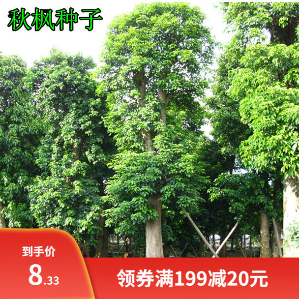 枫树种子 秋枫种子 量大优惠 绿化花卉苗木种子 品种齐全 包邮图片