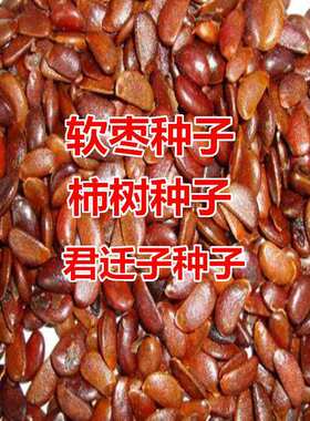 柿树种子君迁子种子黑柿子软枣种籽嫁接柿子树核桃树砧木子野柿