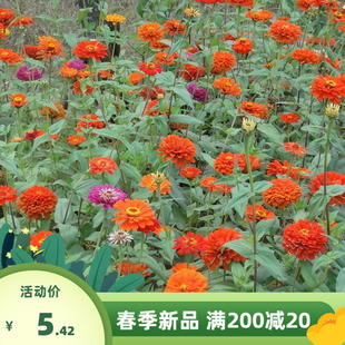 百日草种子四季易种室外庭院阳台百日菊花种籽花期长步步登高花种