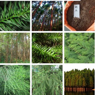 油杉水杉种子三尖杉种子柳杉落种子叶杉种子杉木种子池杉种杉树籽
