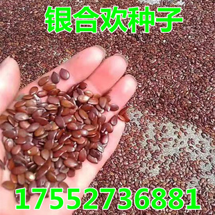 新采红花合欢种子 合欢种子 银合欢种子 金合欢种子 绒花树种子