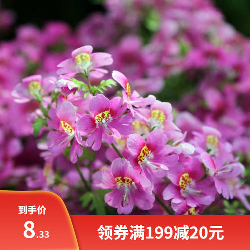 蛾蝶花种子四季易种易活室内外四季盆栽植物花籽花卉花草景观花海