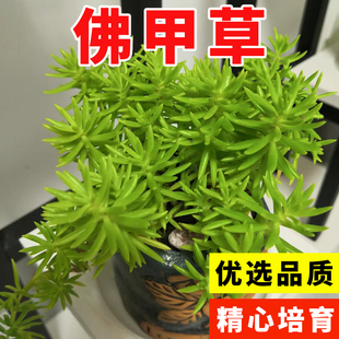 佛甲草种子 佛甲草草籽 草坪种子楼顶屋顶绿化 耐热耐寒四季种籽