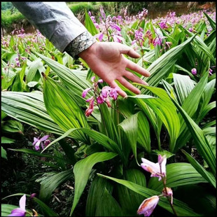 白及种子甘根旱白芨三叉紫花白极三叉紫花白及连及草中药材可种植