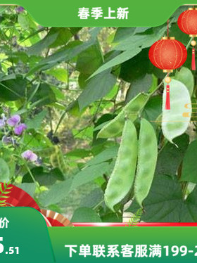 散装白扁豆种子  药用食用藊豆 藤豆 查豆  豆角 眉豆种子包邮