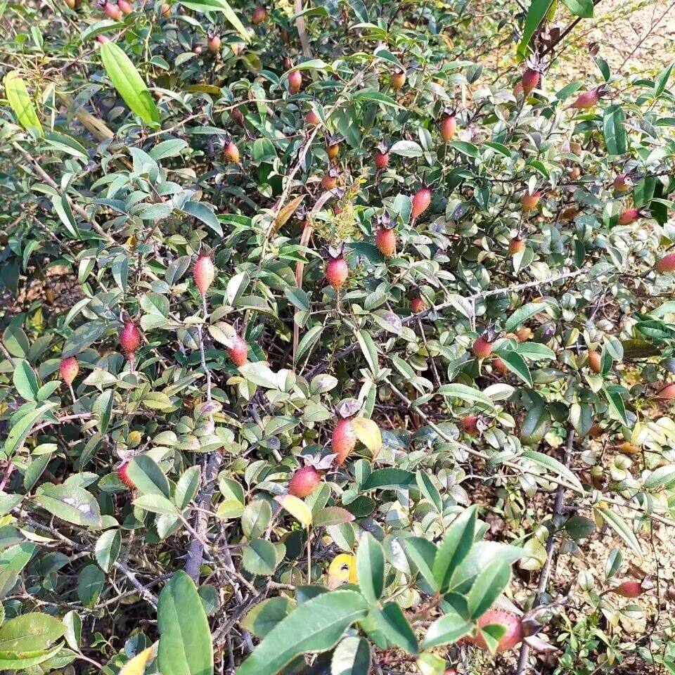 野生金樱子种子金罂子金英子刺梨子刺榆子山石榴多年生中药材野果