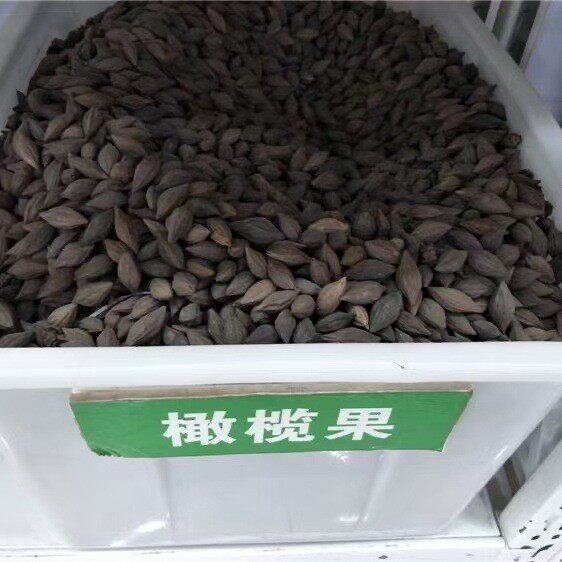 橄榄树种子 橄榄核 橄榄果种子文玩树种子原料