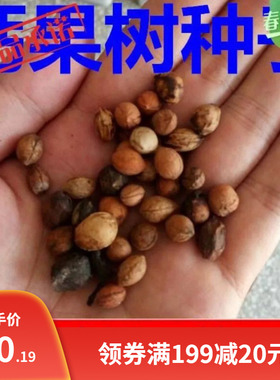 新钙果树种子 中华钙果种子 红色欧李水果种子包邮