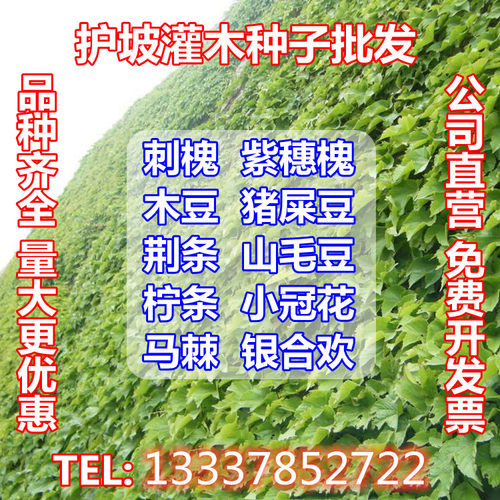 护坡灌木种子紫穗槐刺槐马棘多花木兰车桑子木豆猪屎豆胡枝子花种
