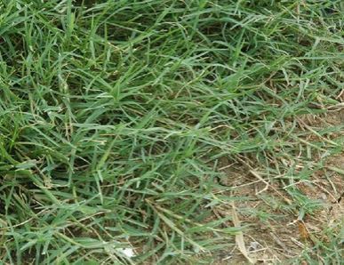 巴根草种子铁线草蟋蟀草 耙耕草种籽防水土流失巴根草籽 固土护坡