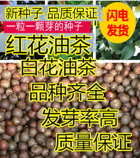 油茶种子 大果红花油茶种子 白花油茶 茶花山茶 茶树种子油茶树籽