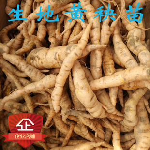 新采摘中药材种子 生地籽 生地黄种子生地黄种籽 生地黄种籽包邮