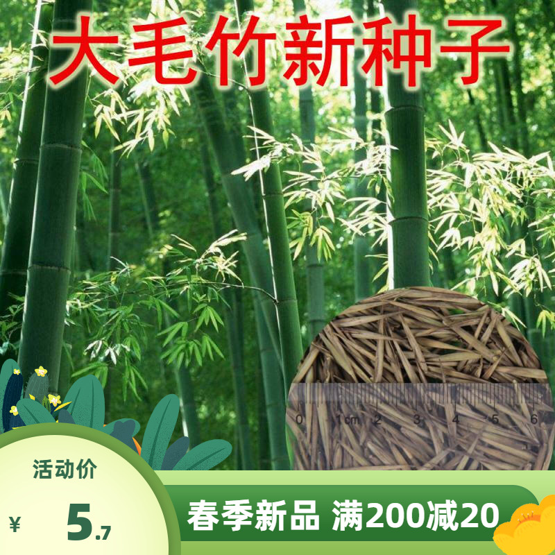 新采大型毛竹种子 青竹苗 楠竹 刚竹 四季竹子苦竹 雷竹食用竹笋