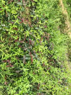 广西野生中药材络石种子 石龙藤种子 花万字茉莉种子中药材种子