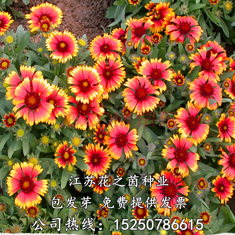 天人菊种子四季易种多年生宿根虎皮菊种子庭院绿化花海景观包邮