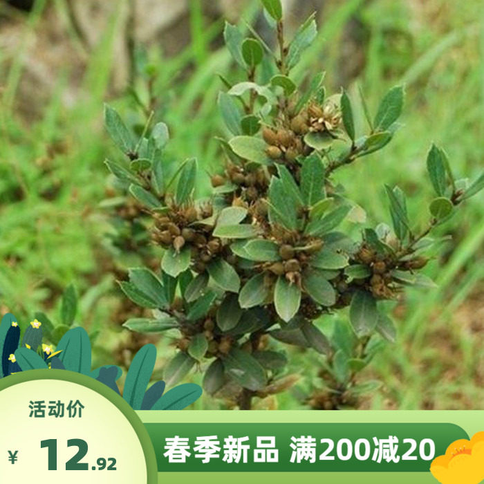 小叶文母稀有植物中华木蚊母树中华母产产区直销盆景散装林木种子