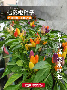 五彩椒种子七彩辣椒种籽四季朝天椒辣椒种孑蔬菜种苗小米盆栽南方