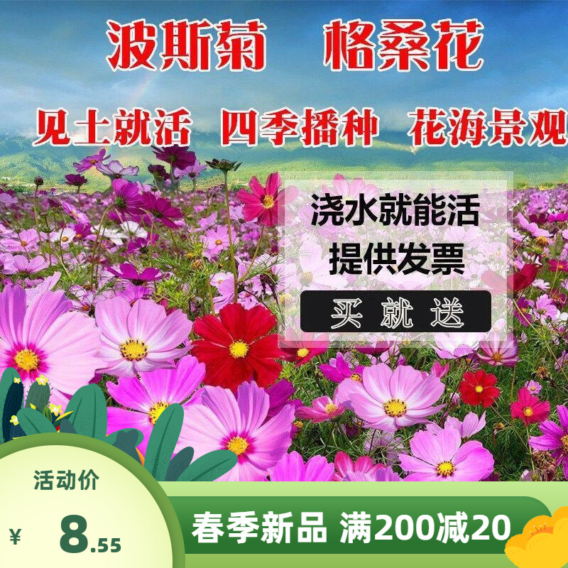 波斯菊花种子格桑花种籽百日草太阳花易活四季室外盆栽野花组