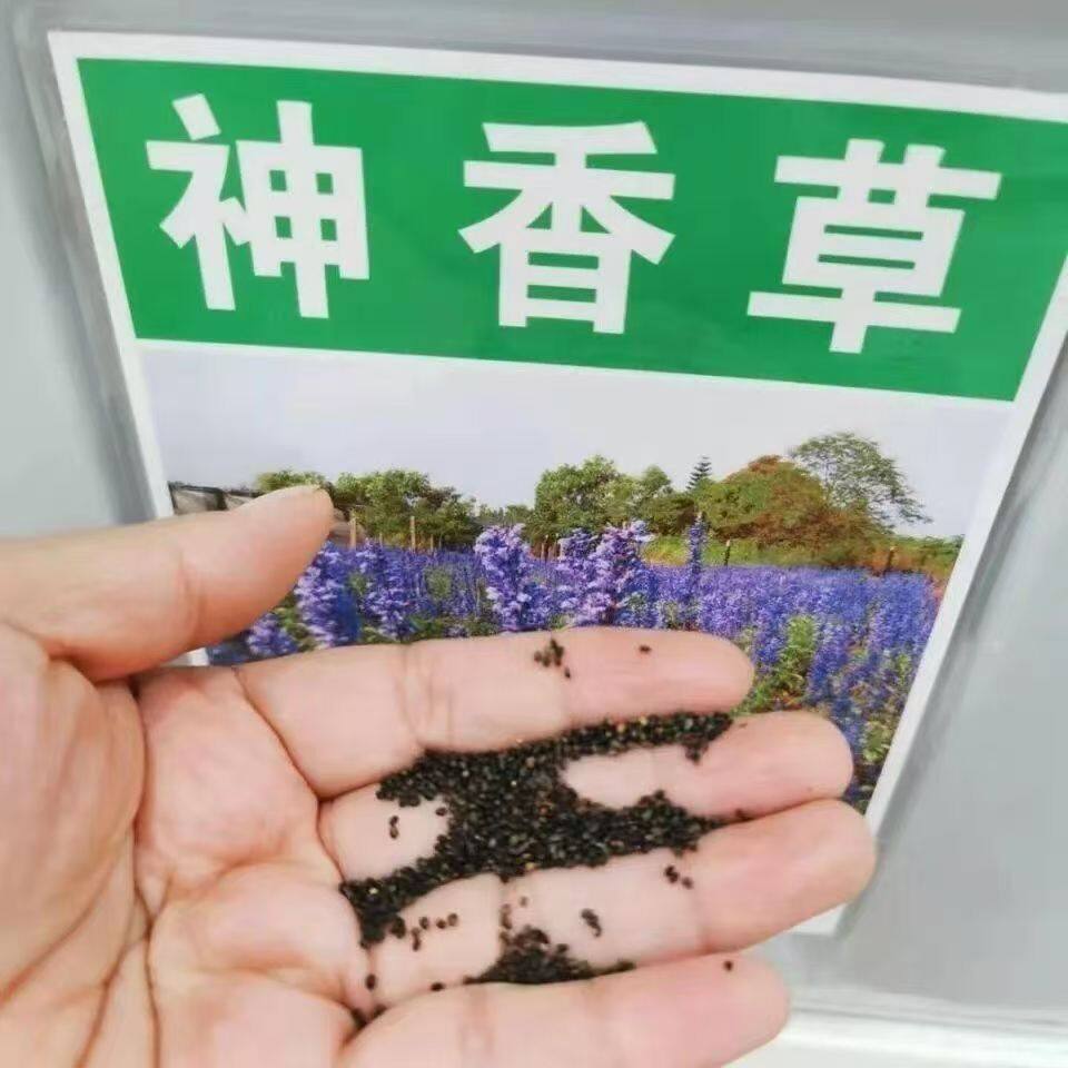 神香草牛膝草花卉种子春秋播宿根多年生香草室内盆栽庭院观赏花坛