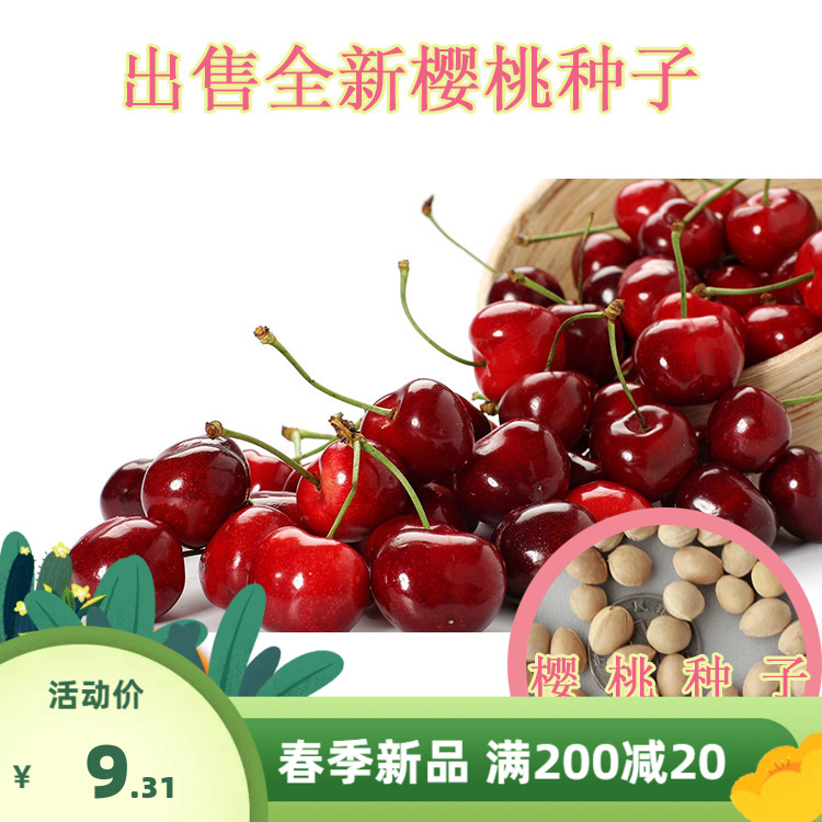 散装樱桃种子山樱桃种子果树种子毛樱桃种子车厘子种子大樱桃