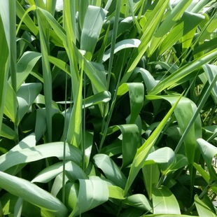 粽叶狗尾草种子 箬叶莩 雏茅 棕叶草 多年生草本植物饲料中草药苗