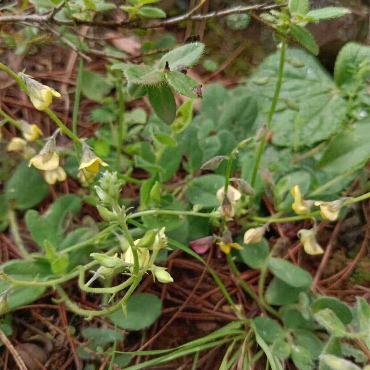 响铃草种子马响铃响铃豆假花生野花生大响铃豆马铃草响亮草植物籽