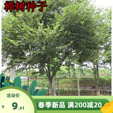 榉树种子 红榉树 小叶朴树 小叶红榉 大叶青榉种子 大叶朴树包邮