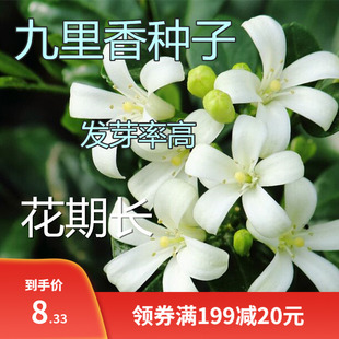 九里香种子芸香万里香过山香花圃宾馆点缀盆栽花香浓郁盆景千里香