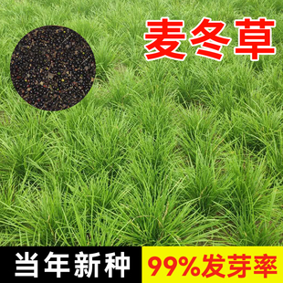 麦冬草种子玉龙草细叶宽叶日本矮生麦冬草庭院绿化常青金边麦冬籽