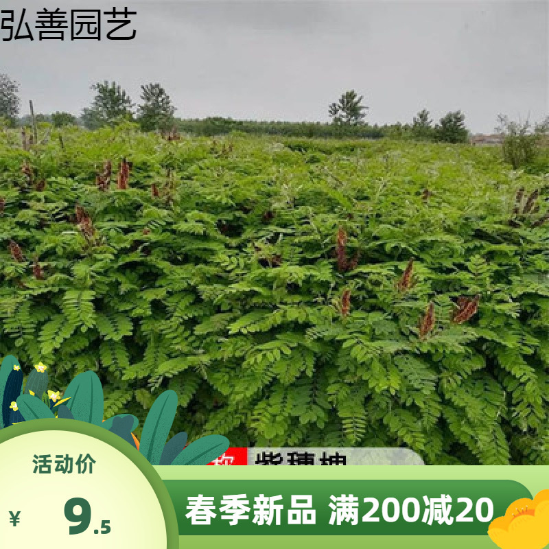 护坡灌木种子紫穗槐刺槐多花木兰胡枝子小冠花葛藤复绿绿化草