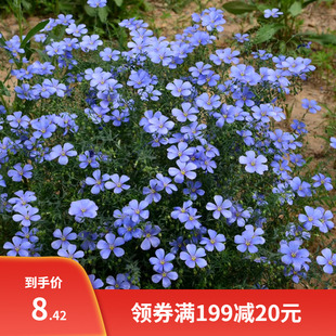 蓝花亚麻花种子室内外盆栽庭院花坛四季播易活多年生蓝紫花卉种孑