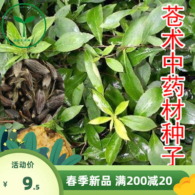 中药材野生苍术北苍术种子2021年新种人工手采药材带朱砂点种籽