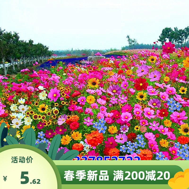 进口野花组合种子四季开花耐寒花种子波斯菊格桑花种籽子易活花籽