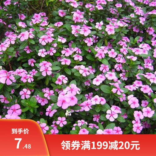 长春花种子四季开花易活花种籽子庭院绿化景观花种盆栽金盏草包邮