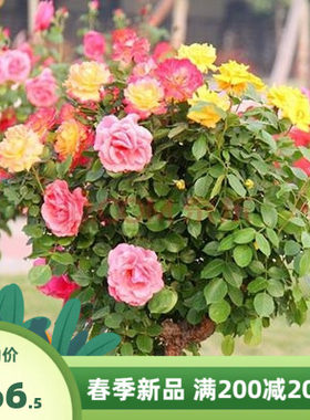 树花苗花月季嫁接大庭院形高树杆树状玫瑰月季多色双色月季树桩。