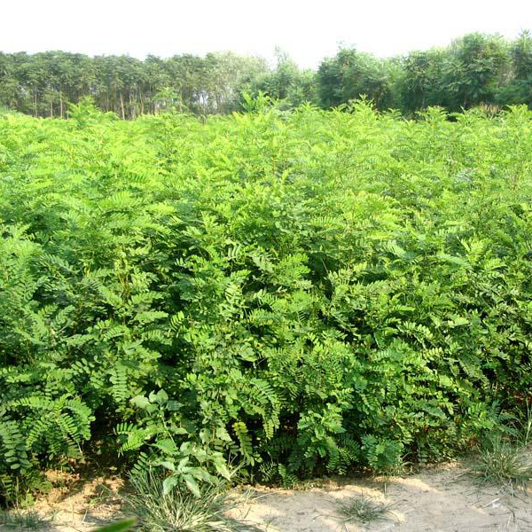 护坡灌木种子刺槐紫穗槐树种子洋槐胡枝子车桑子银合欢猪屎豆木豆
