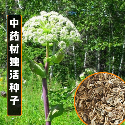 正品岷县独活种籽新鲜独活种子野生特级中药材种植苗苦参党参种孑